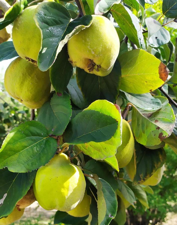 סיינה Dago Farmhouse מראה חיצוני תמונה