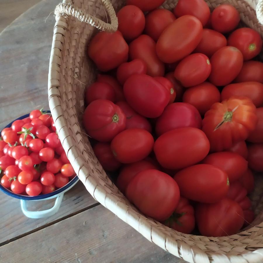 סיינה Dago Farmhouse מראה חיצוני תמונה